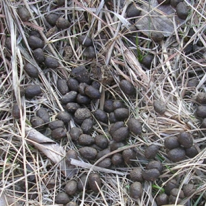 What Does Woodchuck Poop Look Like  