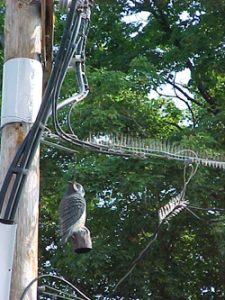 Use of flashing, an owl effigy, and nixalite to prevent squirrel use of power line.