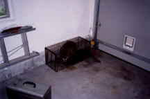 A raccoon was trapped after it entered a garage through an electronic pet door. Photo by Stephen Vantassel.