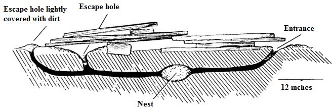 Norway Rat Biology Internet Center For Wildlife Damage Management Norway Rat Biology Internet Center For Wildlife Damage Management