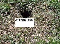 13-lined ground squirrel hole