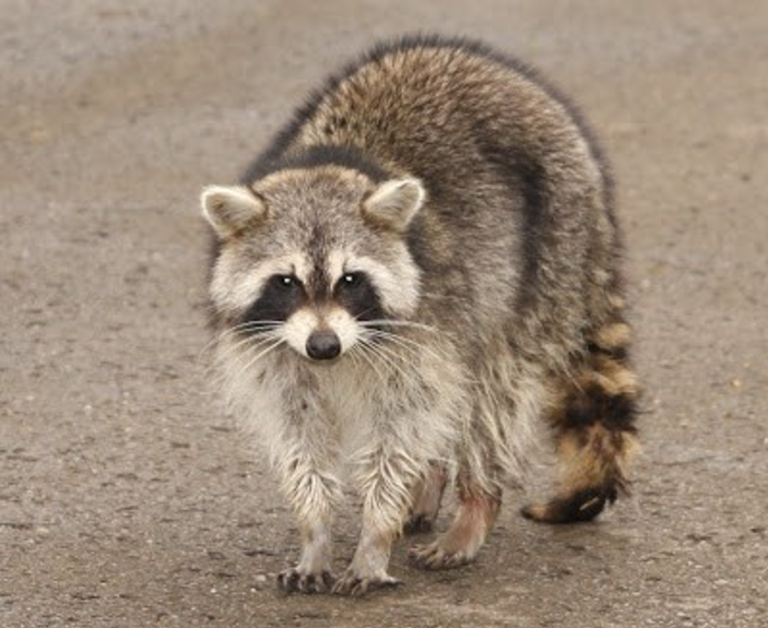 Raccoons Center for Wildlife Damage Management