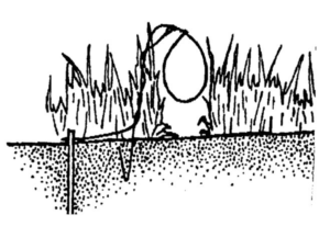 Fox Damage Prevention and Control Methods | Internet Center for ...