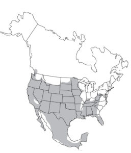 Skunks | Internet Center for Wildlife Damage Management