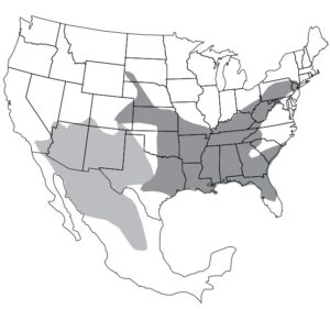 Woodrats | Internet Center for Wildlife Damage Management